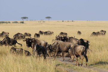 Fototapeta na wymiar Wildebeest at Masai Mara, Kenya