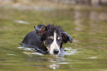 Bordercollie im Wasser