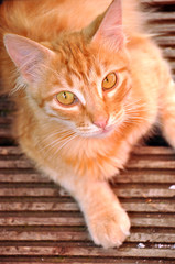 Gato.