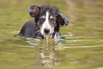 Bordercollie im Wasser