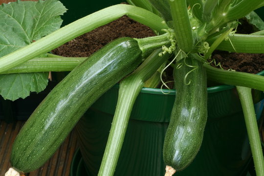 Courgettes growing on plant