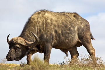 Obraz premium African Buffalo