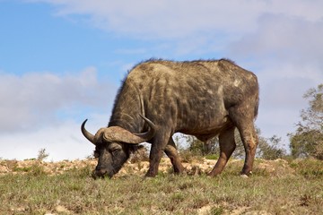 Fototapeta premium African Buffalo
