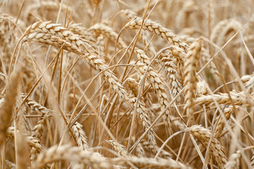 wheat field