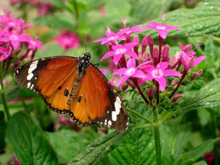 Butterfly on a flower