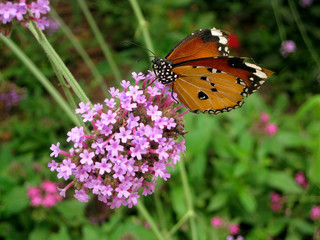 Butterfly on a flower