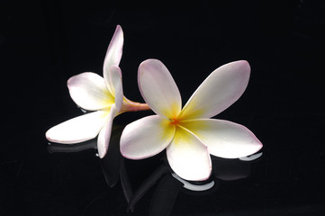 tropical frangipani flower on a water drops