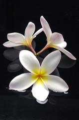 Spa still life and frangipani with water drops