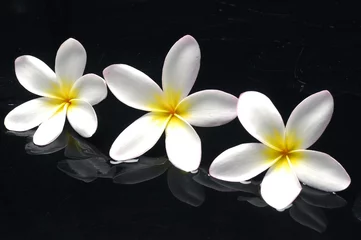 Raamstickers Spa still life with element frangipani © Mee Ting