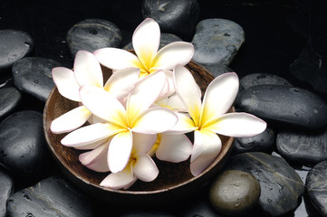 Bowl of element frangipani on pebble