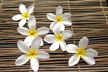 Fototapeta na wymiar tropikalny kwiat frangipani w spa