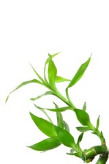 Isolated lucky bamboo