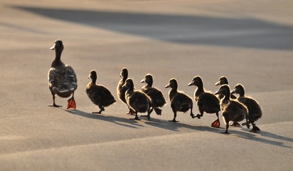 Fototapeta na wymiar Ducks