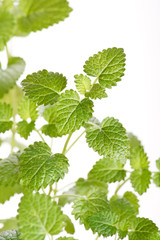 Mint leaves