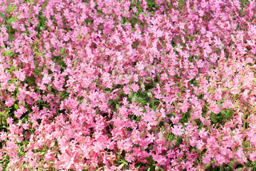 Fototapeta premium pink flowers