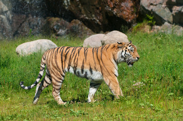 tiger