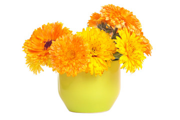 Marigold (Calendula) bouquet in a green cup on white