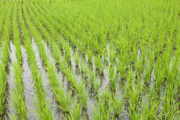 初夏の水田