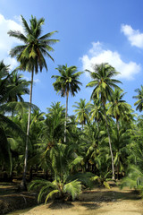 Fototapeta na wymiar Coconut groves