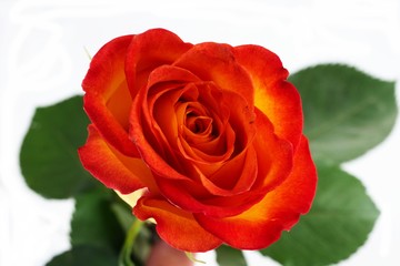 Fototapeta premium rose