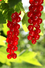 Johannisbeeren