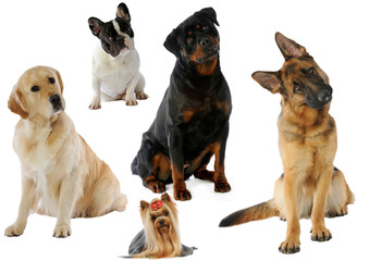 cinq chiens différents à la tête penchée