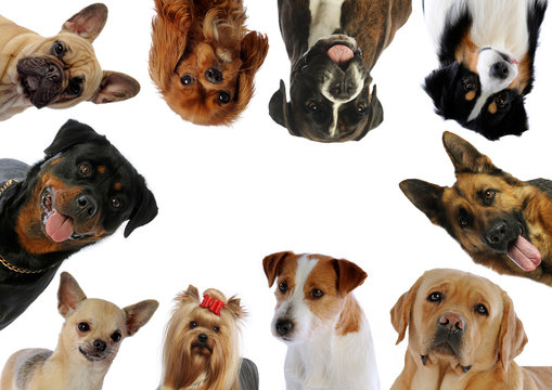 dix portraits de chiens diff&eacute;rents en rond
