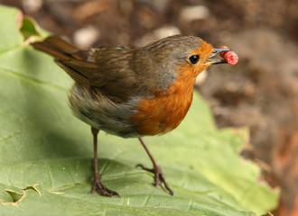 A Robin collecting suet to feed his baby