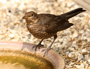 Young Balckbird having a drink