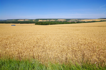car et champs de blé dans le parc naturel du véxin