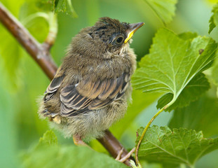 Whitethroat, Sylvia communis