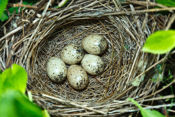 Obraz premium Birdnest (Whitethroat, Sylvia communis)