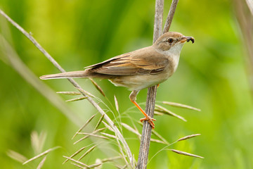 female of a Whitethroat, Sylvia communis