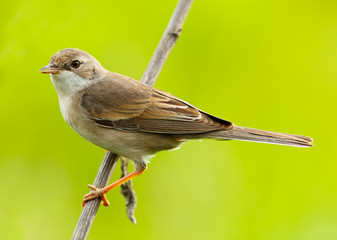 female of a Whitethroat, Sylvia communis