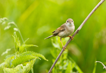 female of a Whitethroat, Sylvia communis