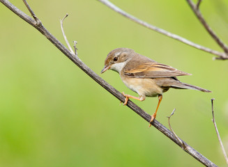female of a Whitethroat, Sylvia communis