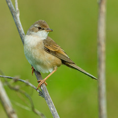Obraz premium Whitethroat, Sylvia communis