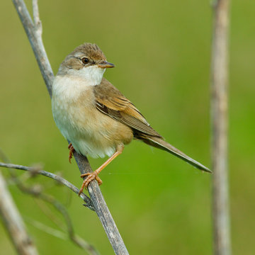 Whitethroat, Sylvia communis