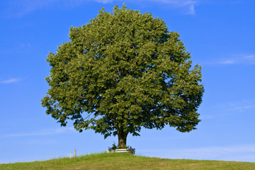 Kastanie (Querformat)