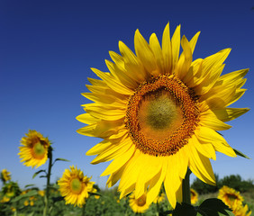 Fototapeta premium sunflower
