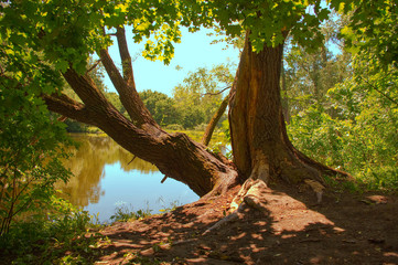 Fototapeta na wymiar Two large trees on the coast of pond