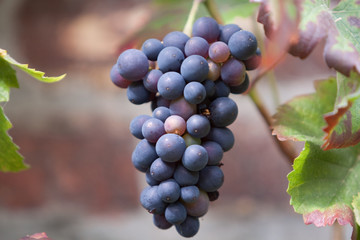 reife Weintrauben