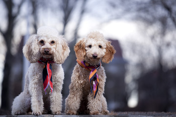 two poodles posing