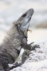 Mexico Iguana