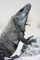 Mexico Iguana