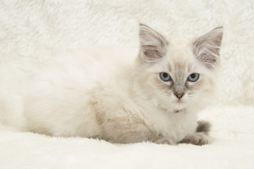 kitten on fur blanket