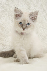 cream kitten