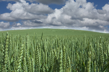 Naklejka premium corn fleld