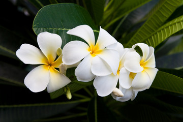 Image  flowers