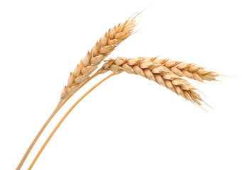 Obraz premium Isolated bunch of wheat